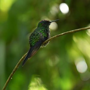 Violet-capped Woodnymph (Thalurania glaucopis)