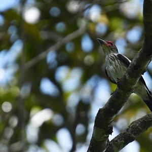 Black-tailed Tityra (Tityra cayana)