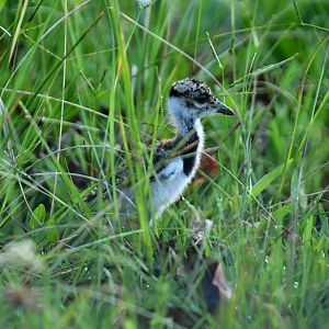 Southern Lapwing (Vanellus chilensis)