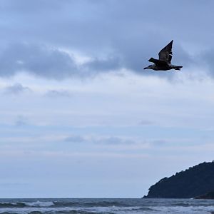 Kelp Gull (Larus dominicanus)