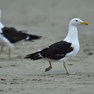 Kelp Gull (Larus dominicanus)