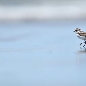 Semipalmated Plover (Charadrius semipalmatus)