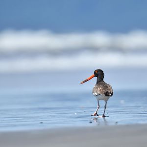 American Oystercatcher (Haematopus palliatus)
