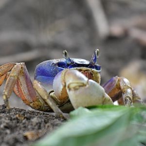 Mangrove crab