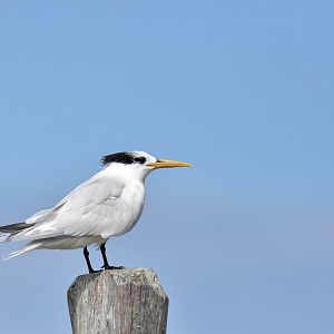 Large-billed Tern (Phaetusa simplex)