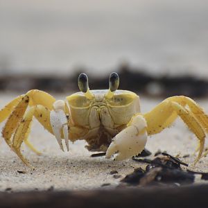 Unknown crab