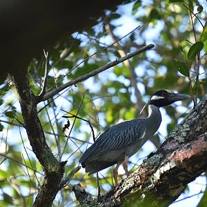Yellow-crowned Night Heron (Nyctanassa violacea)