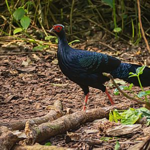 "Vietnam Fireback" Edwards Pheasant