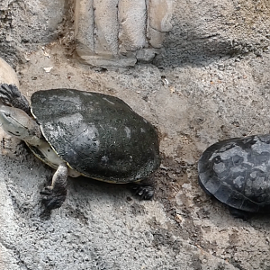 ID PLEASE South American Turtle (Omaha Zoo)