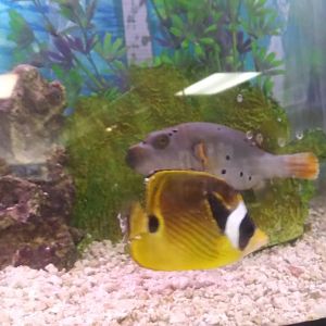Racoon Butterfly Fish and Blackspotted Puffer