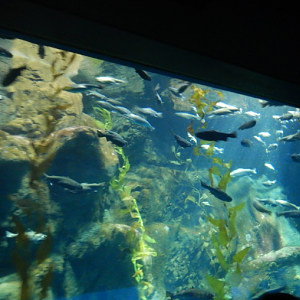 Aleutian Islands Exhibit