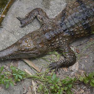 Freshwater crocodile [2017]