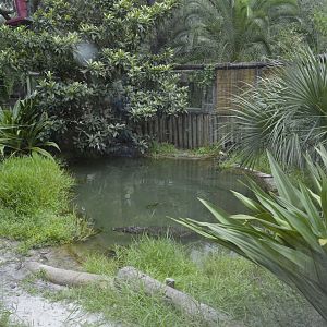 Siamese crocodile exhibit with offsprings [2017]
