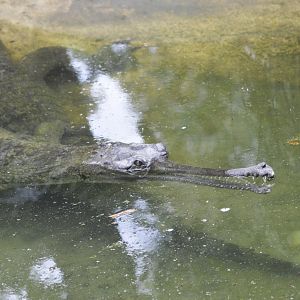 Gharial [2017]