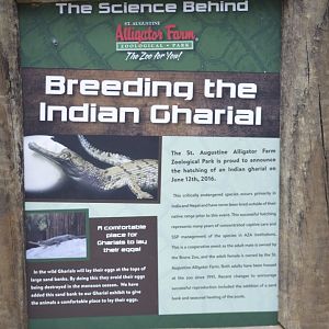 Breeding the Indian gharial [2017]