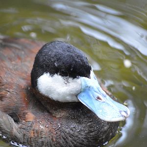 Ruddy duck [2017]