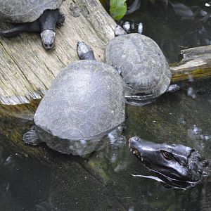 Turtles and Cuvier's dwarf caiman [2017]
