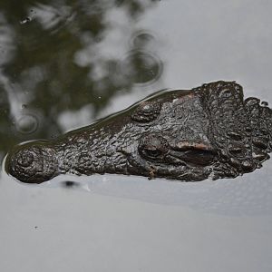 Unidentified crocodile [2017]