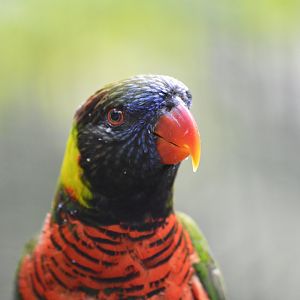 Green-naped lorikeet [2017]