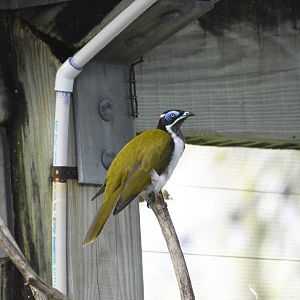 Blue-faced honeyeater [2017]