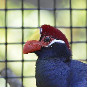 Violet turaco [2017]