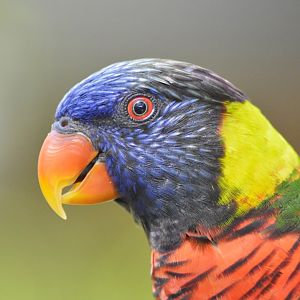 Green-naped lorikeet [2017]