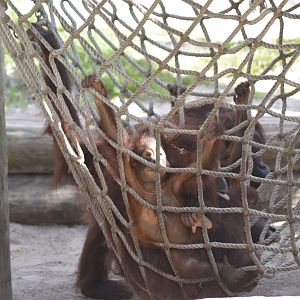 Bornean orangutan [2017]