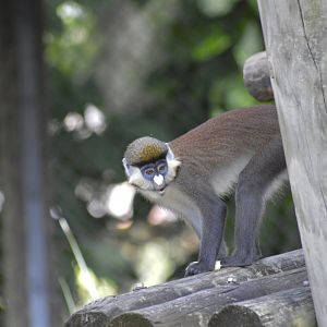 Red-tailed monkey [2017]