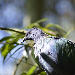 Nicobar pigeon [2017]