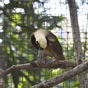 Raggiana bird-of-paradise [2017]