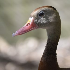 Black-bellied whistling duck [2017]
