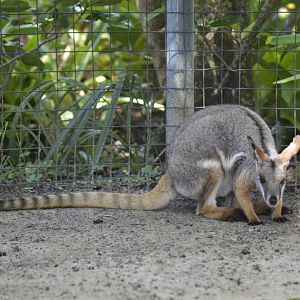 Yellow-footed rock-wallaby [2017]
