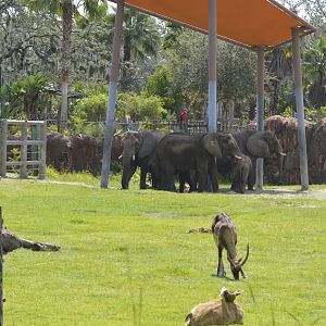 Elephants and antelopes [2017]