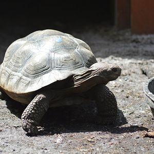 Galápagos giant tortoise [2017]