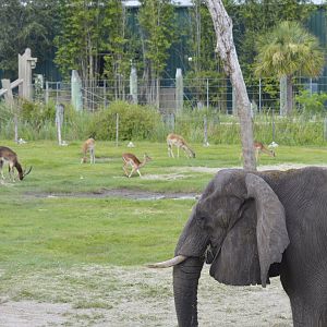 Elephant and antelopes [2017]