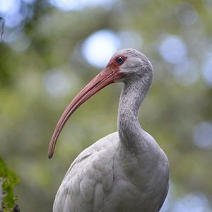 American white ibis [2017]