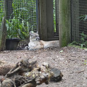 Florida panther [2017]