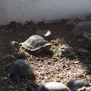 Santiago Island giant tortoise [2019]