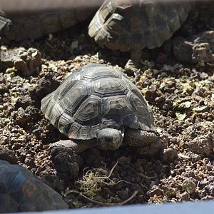 Santa Cruz giant tortoise [2019]