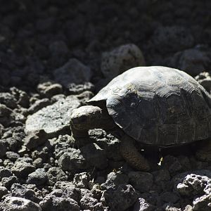 Floreana Island giant tortoise [2019]
