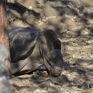 Galápagos giant tortoise [2019]