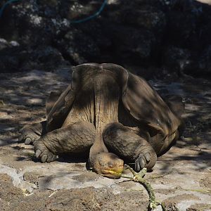 Floreana Island giant tortoise [2019]