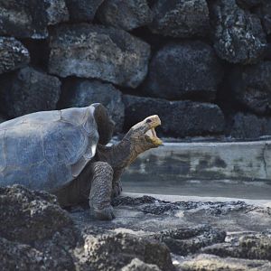 Floreana Island giant tortoise [2019]