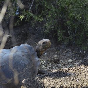 Floreana Island giant tortoise [2019]