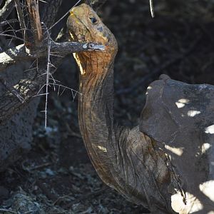 Diego, the famous Española Island giant tortoise [2019]