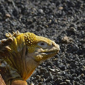 Baltra land iguana [2019]