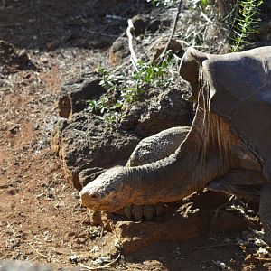 Diego, the famous Española Island giant tortoise [2019]