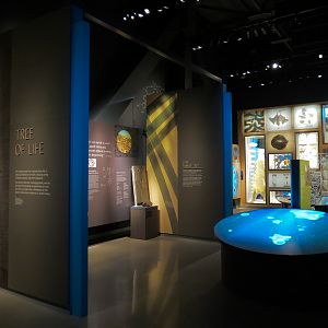 Minnesota Journeys - Tree of Life