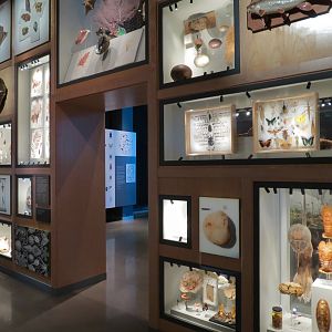 Minnesota Journeys - Tree of Life