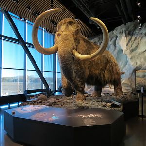 Minnesota Journeys - Tree of Life